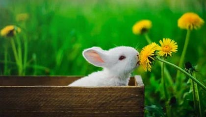 九游娱乐APP-自动驾驶科技加入F1赛场引发热议，自动驾驶大赛第一名